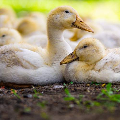 Photo #13472275