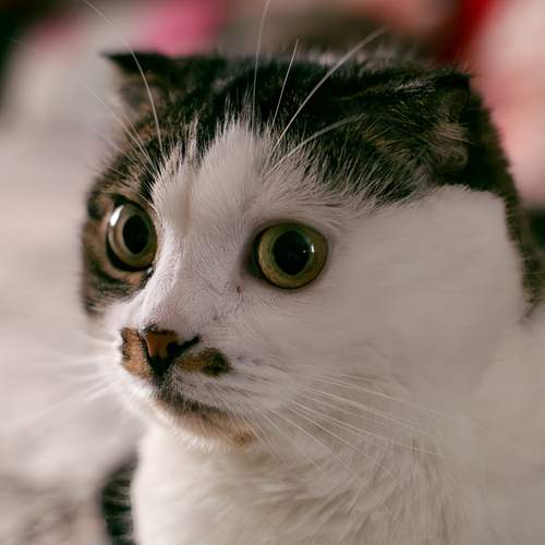 Photo #13472931