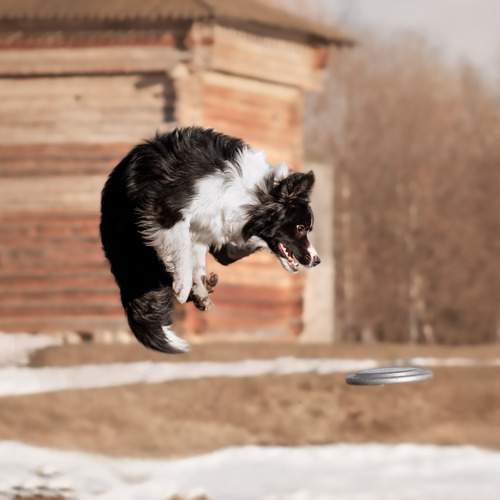 Photo #13474129