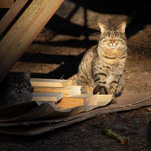 Photo #13475157