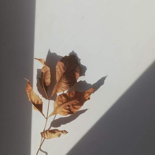 Photo #13476250