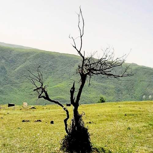 Ветви - руки.