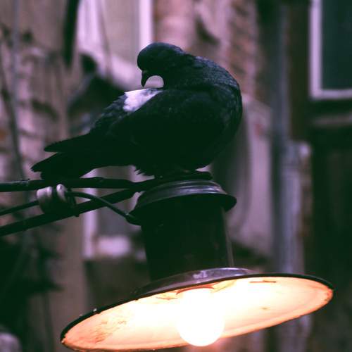 Photo #13477309