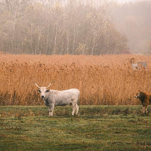 Фотография #13477562