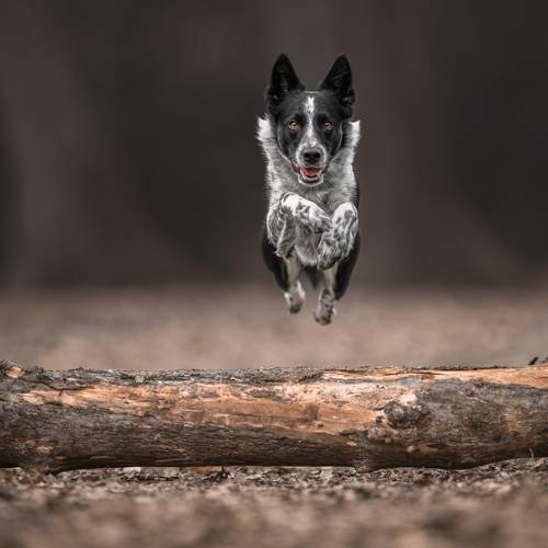 Photo #13477599