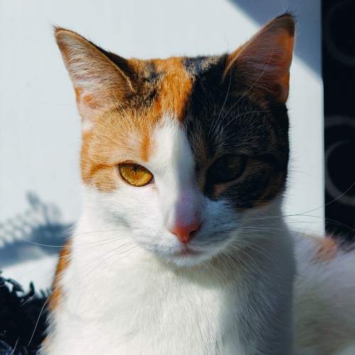 Photo #13478512