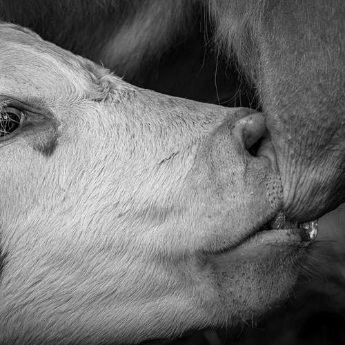 Фотография #13479758