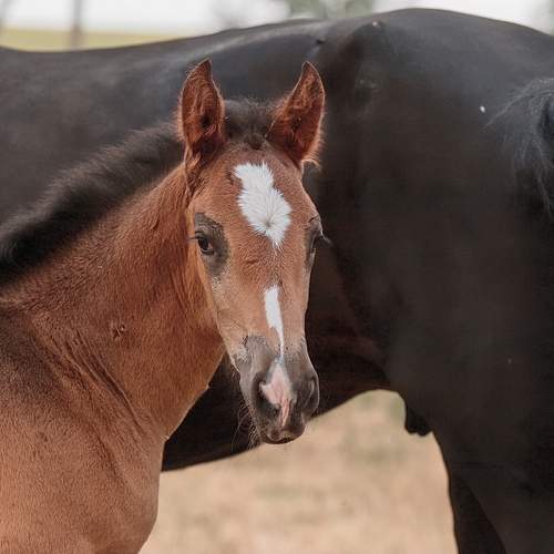 Photo #13480918