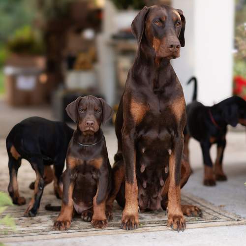 Фотография #13482937