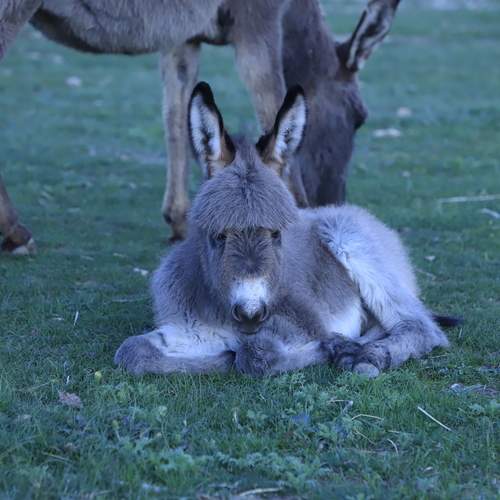 Photo #13483200