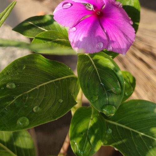 Morning’s Jewels