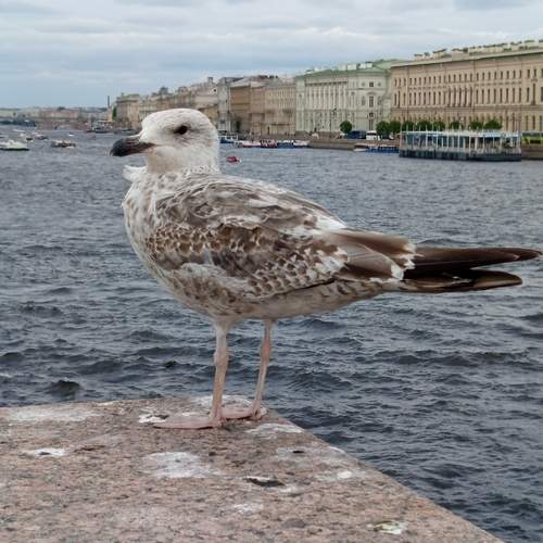 Photo #13484385
