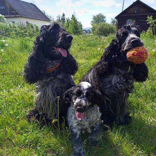 Photo #13485147