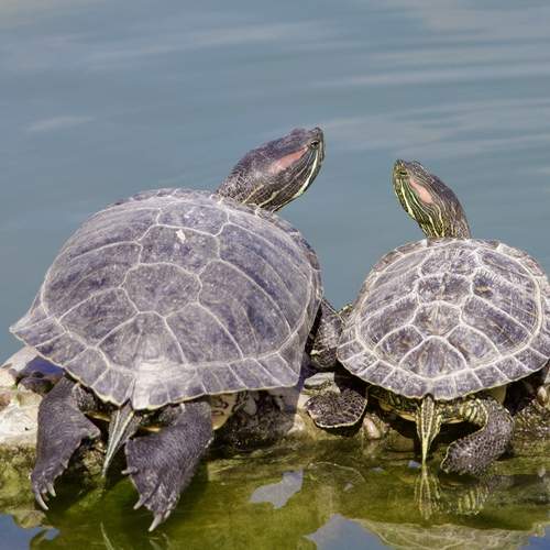 Photo #13485173