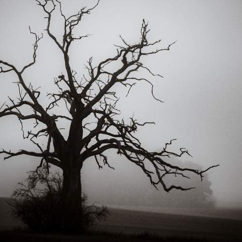 Solitude