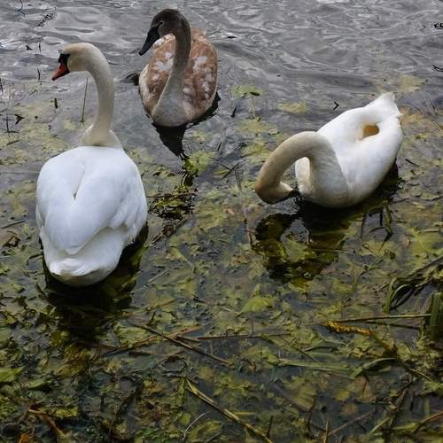 Photo #13485822