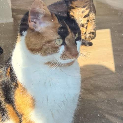 Two cats watching