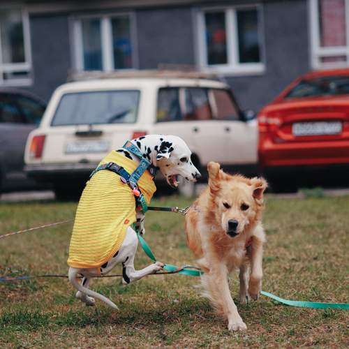 Photo #13487359
