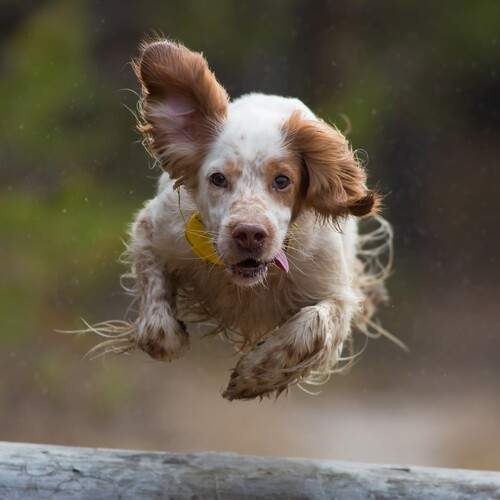 Photo #13487425