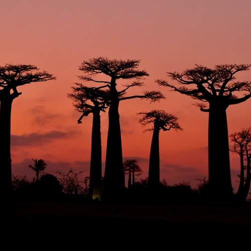 Madagascar guards