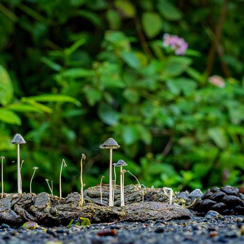 The Circle of Growth