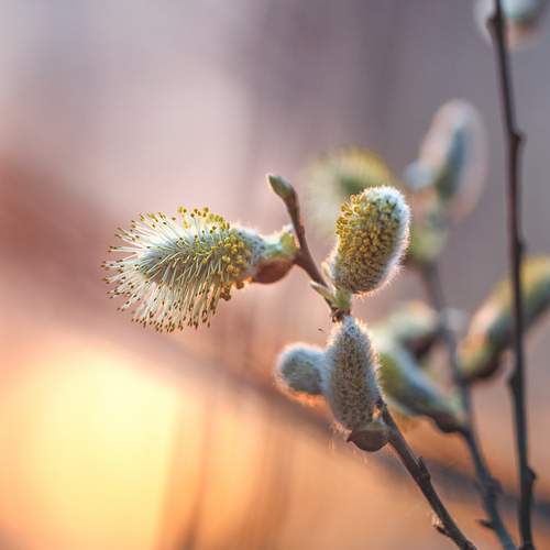 Photo #13488332