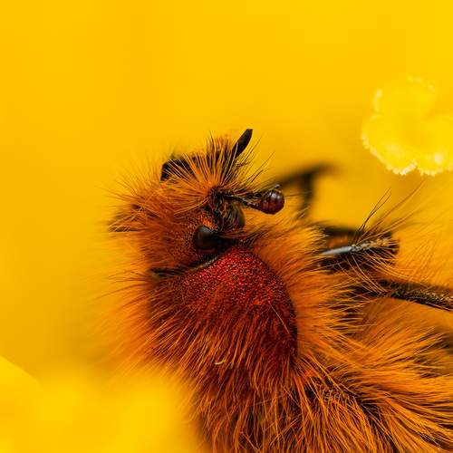 Photo #13488459