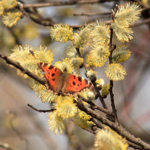 Photo #13488462