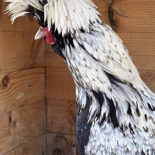 Photo #13488739