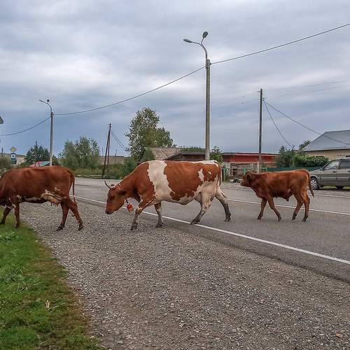 Photo #13490017