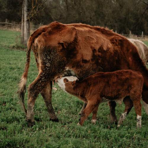 Photo #13490243