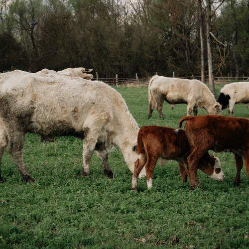 Photo #13490247