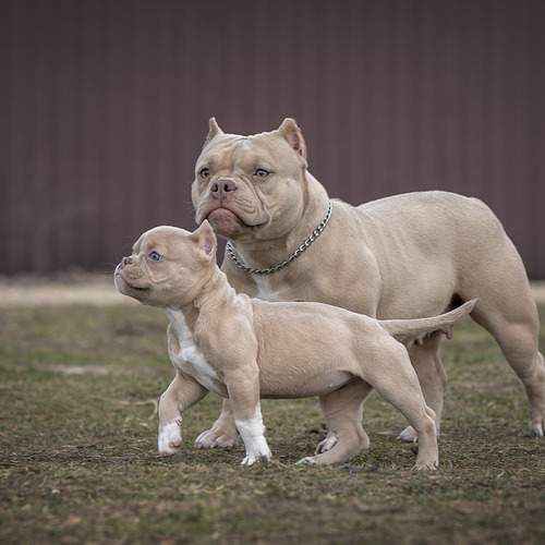 Photo #13490568