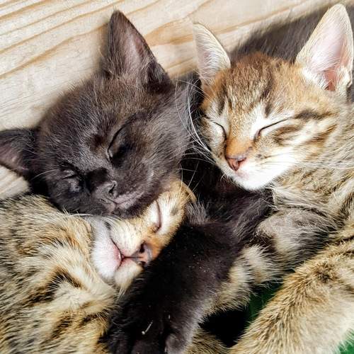 Photo #13491371
