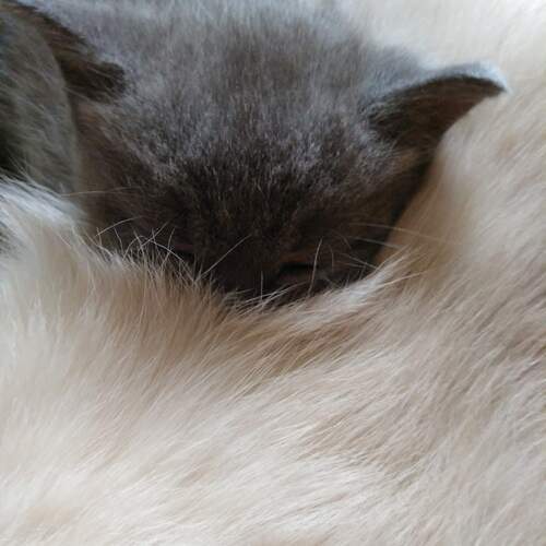 Photo #13492772