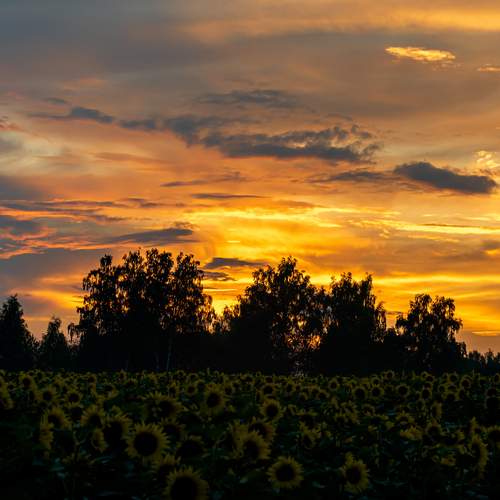 Photo #13493157