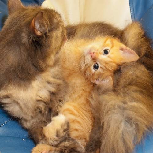 Photo #13494369
