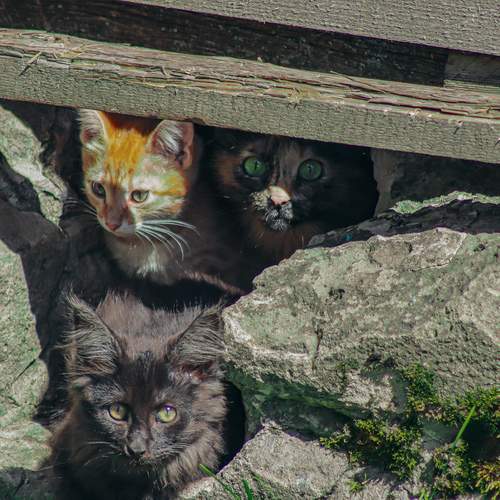 Photo #13494383