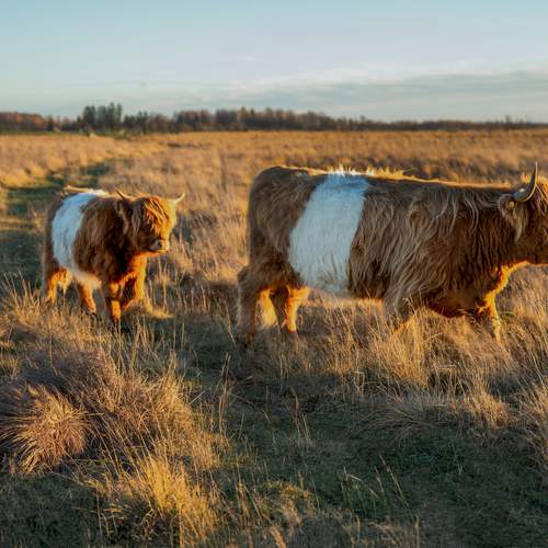 Mother and Calf in Golden Light