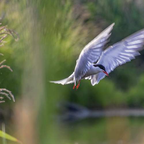 Photo #13494956