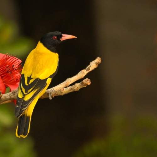 Nature\'s beauty