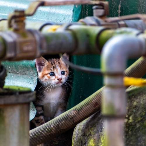 Curious kitten.