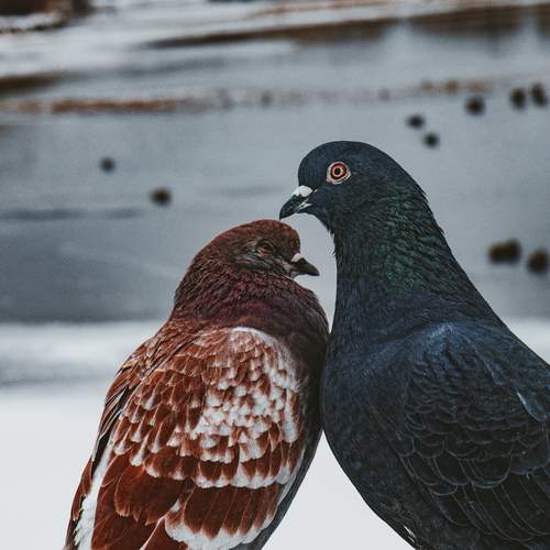 Photo #13496785