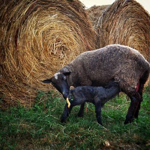Photo #13498340