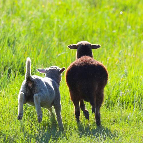 В поле с мамой