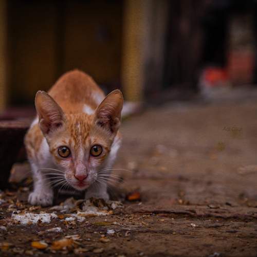 Photo #13499254