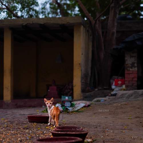 Photo #13499263
