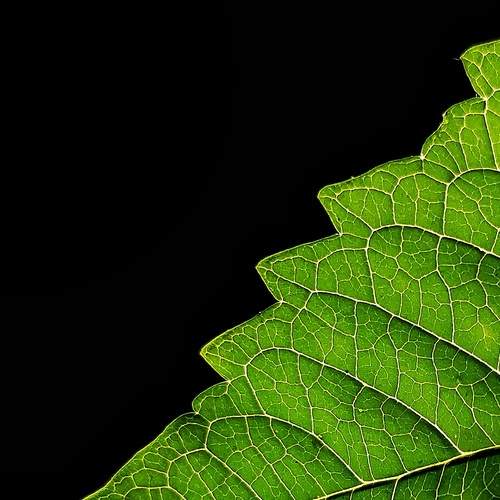 Macro Shot Of Reticulate Venation in Leaf