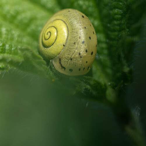 Photo #13499486