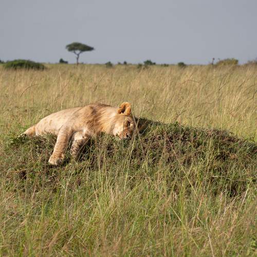 Photo #13499585